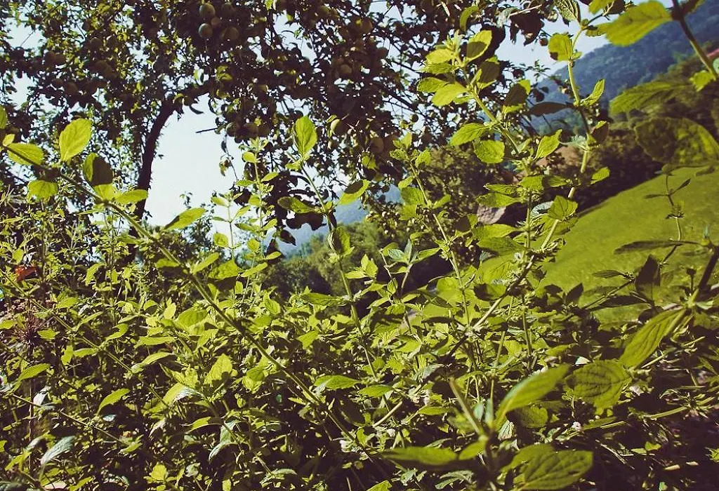 Miętowy Anioł-1