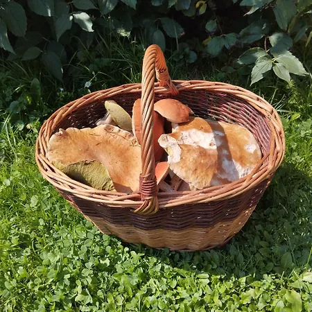Agroturystyka Chata za wsią-2