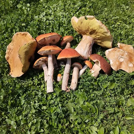 Agroturystyka Chata za wsią-3