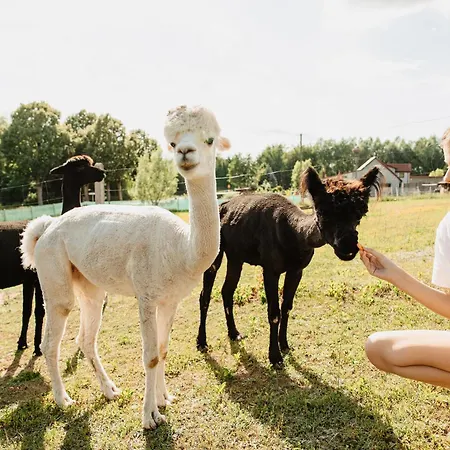 Gospodarstwo Agroturystyczne z BASENEM&SPA i Alpakami-2