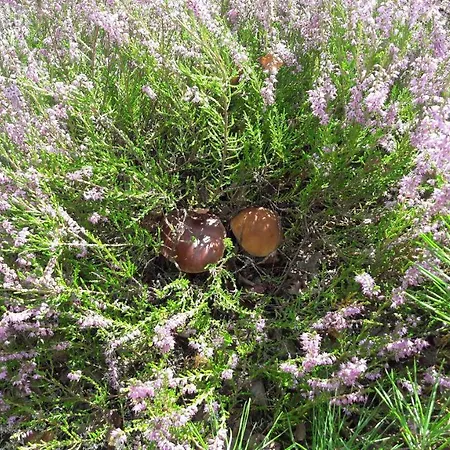 Agroturystyka Rzecin-3