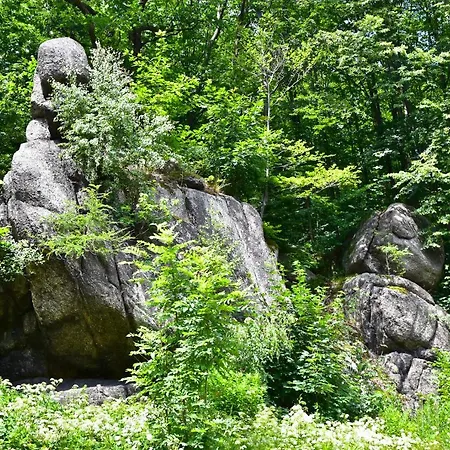Wilcza Gajowka-2