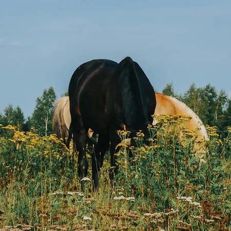 Gospodarstwo Agroturystyczne Anielin-3